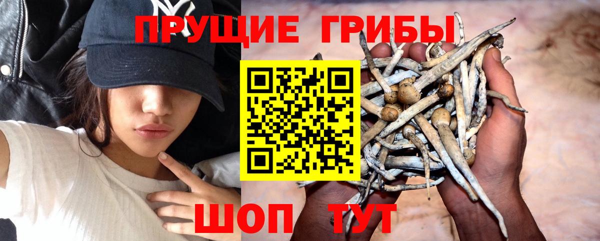 Галлюциногенные грибы Psilocybine cubensis Углич